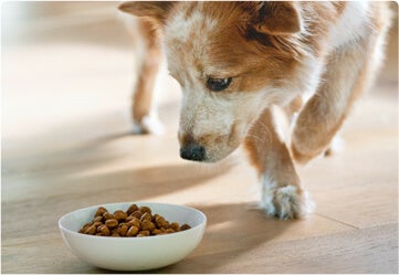Young brown and white dog looking down at a bowl of food